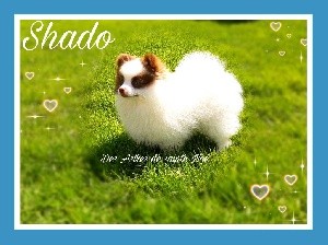 Shado